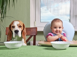 Śmieszne, Beagle, Pies, Dziecko, Jedzenie
